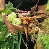 Graines de légumes