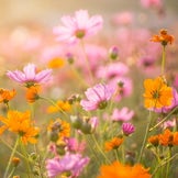 Semi di fiori in offerta
