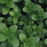 Ensembles de graines d'herbes aromatiques