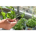 Burgon & Ball Herb Set - Snip & Herb Stripper - 1 Set