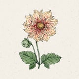 Dahlia - Sunny Reggae