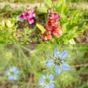 Own Grown Historical Flowers 8 Seed Set