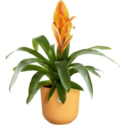 elho jazz kerek 14 cm - Borostyánsárga