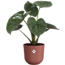 elho jazz rund 23 cm - toskanisches rot