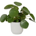 2 Piece Set - vibes fold round, Silky White, 18 cm with Self-Watering System - 1 Set