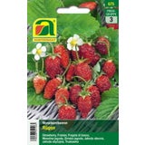 AUSTROSAAT Fragola di Bosco - Rügen