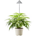 LED lampa pre rastliny CANNA SUNLiTE 30 W