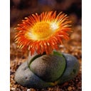 TROPICA Živi granit - 1 pkt.