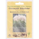 TROPICA Roseau de Chine - 50 Graines