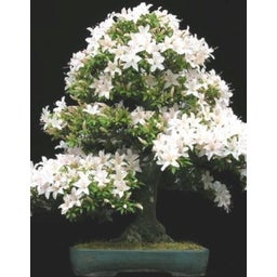 TROPICA Mahaleb Cherry - 5 grams