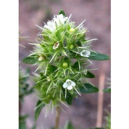 TROPICA Spanish Marjoram - 4 grams