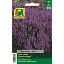 Salvia x superba