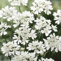 Jora Dahl Cool Flowers 