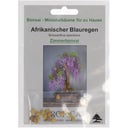 Glycine Arbre, 2 g