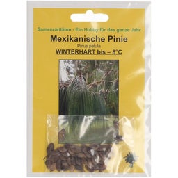 TROPICA Mehiški bor - 40 zrn.