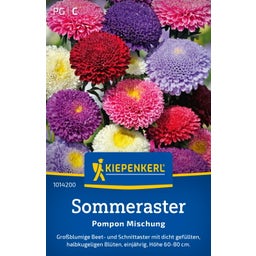 Kiepenkerl Sommeraster 