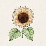 Jora Dahl Zonnebloem "Pro Cut Peach"