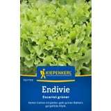 Kiepenkerl Endivien Escariol grüner