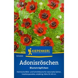 Kiepenkerl Adonisröschen 