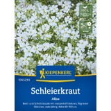 Kiepenkerl Gypsophila Alba