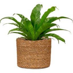 Scheurich Vaso per Fiori in Erba Marina - Ø 22 cm