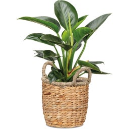 Košíkový kvetináč z vodného hyacintu - Nature - Ø 26 cm