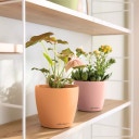 Lechuza Jardinière CLASSICO Color 12 DECO - papaya