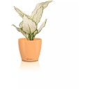 Lechuza Jardinière CLASSICO Color 12 DECO - papaya