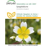 Saflax Roślina Douglas's meadowfoam