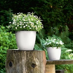 Lechuza Pot CLASSICO Color 21