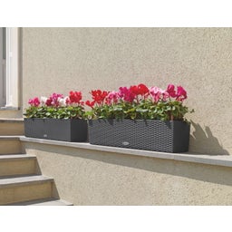Lechuza BALCONERA Cottage 80