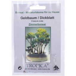 TROPICA Tučnolist vajcovitý - izbový bonsaj - 100 zŕn