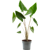 Elefantenohr - Pfeilblatt 'Zebrina' - Höhe ca. 45 cm
