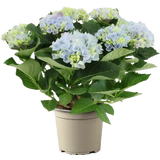 Hortensie 'Magical Revolution®' - Höhe ca. 30 cm