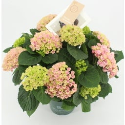 Hortensie 'Magical Revolution®' Rosa - Höhe ca. 35 cm