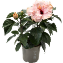 Zimmer-Hibiscus 'Cato' Lavendelblau HibisQS® - 2er Set