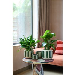 Macetero de Interior - Collector - Rayas Verdes - ⌀ 10 cm