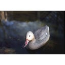 Oase Decorative Pond Figure - Mallard Duck - 1 item