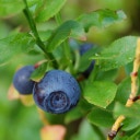 Magic Garden Seeds Borovnice - semena