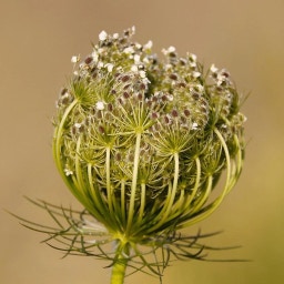 Magic Garden Seeds Semi Bio di Carota Selvatica