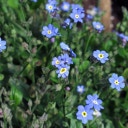 Magic Garden Seeds Bos Vergeet-Mij-Nietjes Zaden
