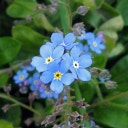 Magic Garden Seeds Bos Vergeet-Mij-Nietjes Zaden