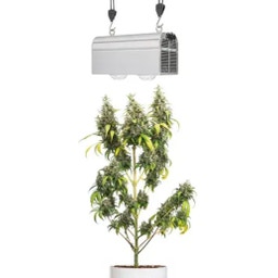 CANNA BULB LED svetilka za rastline 240 W