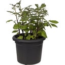 elho green basics Kartoffeltopf 33 cm - schwarz