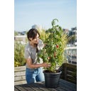 elho green basics Tomato Pot 33 cm - Negro