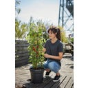 elho green basics Tomato Pot 33 cm - Negro