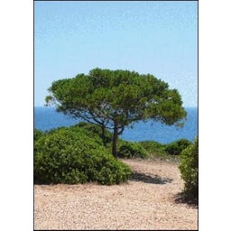 TROPICA Pino Domestico - 1 pz.