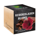 Feel Green ecocube "Schokoladenblume"