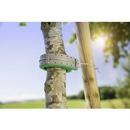 Windhager Penasta guma za vezavo drevesa - 1 set.