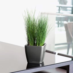 Lechuza Jardinière QUADRO Premium LS 21